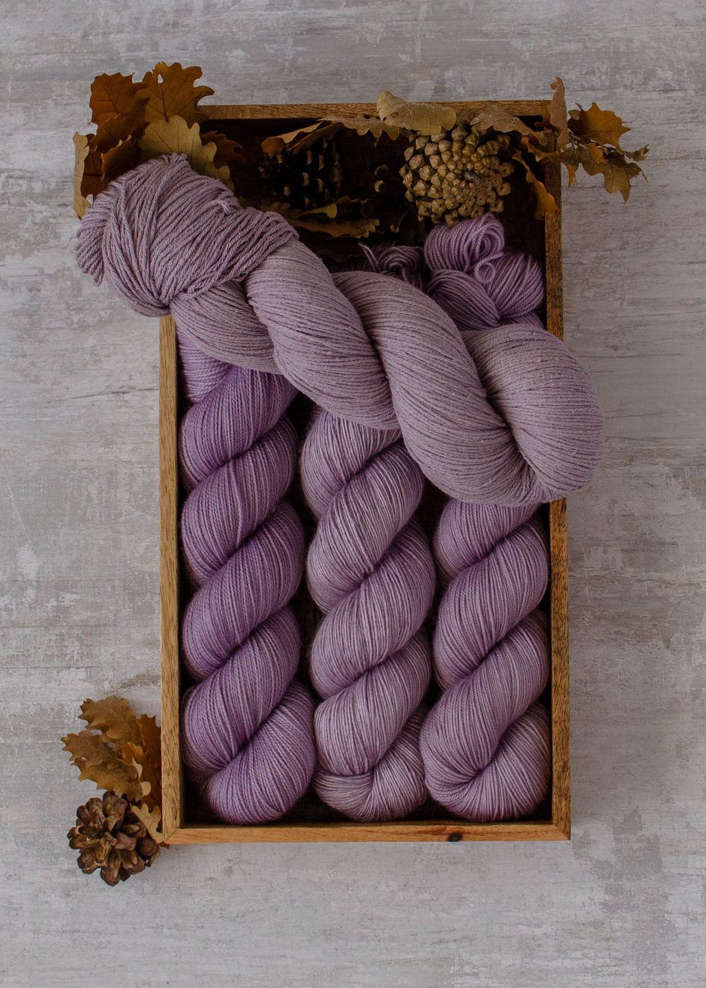 Wisteria